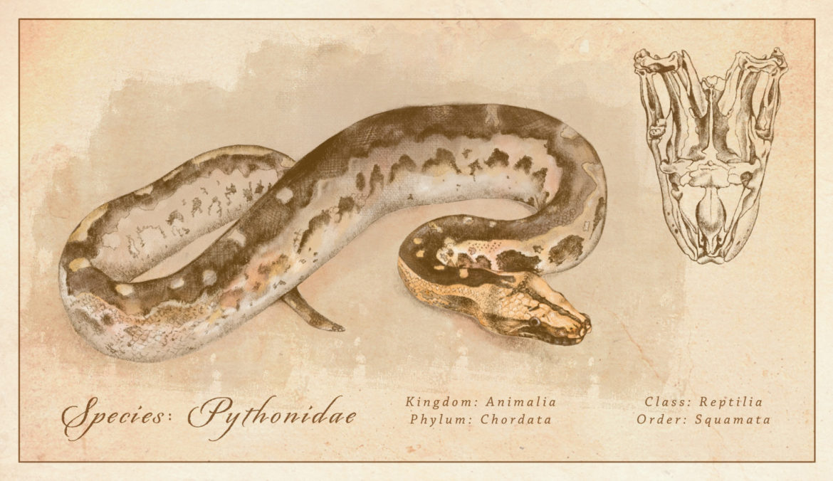 Illustrierte Python-Schlange auf vergilbtem Hintergrund