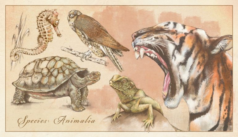 Mehrere Tiere (Tiger, Schildkröte, Seepferdchen) illustriert auf vergilbtem Hintergrund.