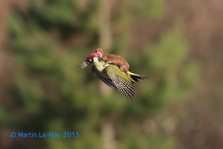 Specht im Flug mit Wiesel auf dem Rücken